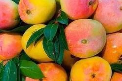 Xoài Úc rớt giá còn 2.000 đồng/kg, không mua lúc này thì mua lúc nào?