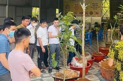 Cảnh giác với cơn sốt Bạch Hải Đường