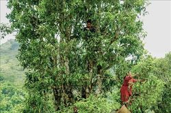 Xây dựng thương hiệu sản phẩm chè Shan tuyết ở Tủa Chùa
