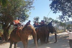 Đắk Lắk chấm dứt dịch vụ du lịch cưỡi voi: Nhân văn, thân thiện là thứ cần hướng tới