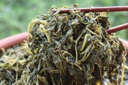 Rau 'nhà nghèo' bỏ đi không ai nhặt, nay thành đặc sản thu tiền mỏi tay