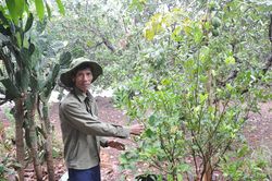 Cựu chiến binh gương mẫu làm kinh tế giỏi