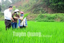 Phòng trừ sâu bệnh, đón đòng lúa xuân