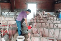 Phú Thiện khôi phục đàn heo sau dịch