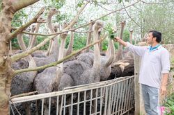 Phát triển kinh tế trang trại, thúc đẩy công nghiệp hóa nông thôn tại Hà Nội