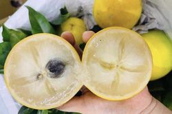 Giá vú sữa hoàng kim tăng vọt cao gấp 10 lần loại thường, vì sao?