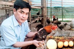 Kỳ lạ gà 9 cựa tiến vua đẻ 'trứng vàng', bán tiền triệu mỗi con