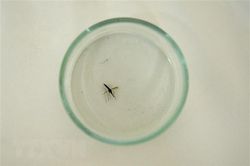 Malaysia đối mặt với mối đe dọa nghiêm trọng mới từ bệnh sốt rét