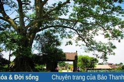 Quê hương nơi nuôi lớn tuổi thơ tôi!
