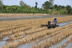 Toàn tỉnh xuống giống hơn 151.000ha lúa hè thu