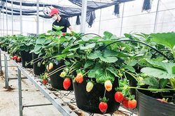 Trồng thử nghiệm thành công cây dâu tây ở Hướng Hóa