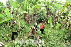 Cây chuối Kim Bình trước nguy cơ phế canh