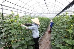 Kiểm toán HTX còn quá nhiều rào cản