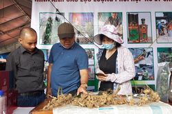 Phiên chợ sâm Ngọc Linh đầu tiên tại Kon Tum đạt doanh thu hơn 30 tỷ đồng