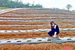 Nữ Việt kiều 'mê' trồng sâm bản địa xứ Thanh