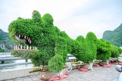Người dân Hạ Long nói về cặp 'rồng lạ' ở đường bao biển