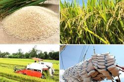 Tận dụng cơ hội xuất khẩu gạo chất lượng cao sang EU
