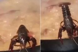 Khát vọng sống mãnh liệt của tôm hùm đất khiến dân mạng xúc động