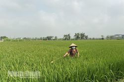 Tập trung phòng trừ sâu bệnh trên các trà lúa đông xuân