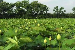 Hoa sen đầu vụ giá cao vẫn hút khách