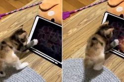 Game thủ mèo con chơi iPad thu hút hàng triệu lượt xem với nhiều bình luận thú vị