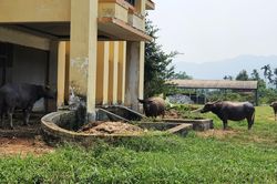 Dự án hơn 4.000 tỷ thành 'trang trại' trâu, bò