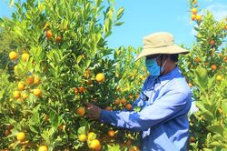 Làm giàu nhờ chọn hướng đi mới trong sản xuất nông nghiệp
