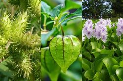 Ở Việt Nam 'bán không ai mua', 3 cây dại ra nước ngoài đắt 'cháy hàng'