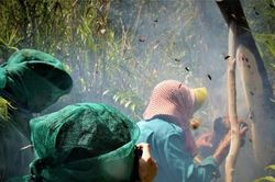 Tháng ba... vào U Minh lấy mật
