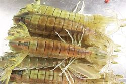 Bề bề chúa quý hiếm, giá 3-4 triệu đồng/kg luôn được giới sành ăn săn lùng