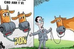 Đã nghèo gặp eo vì tranh chấp con bò mang tên 'Chị Đẹp'