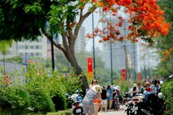 12h trưa, du khách xếp hàng dài check-in cây phượng 'nửa xanh, nửa đỏ' độc nhất Vũng Tàu