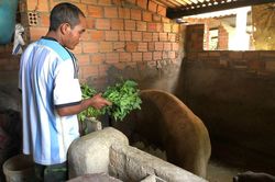 Tổ hợp tác Chăn nuôi heo nái của xóm quê