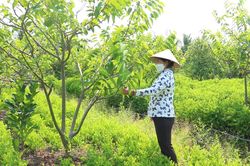 Gia Lai: Làm phân bón từ xác cá, người phụ nữ U60 tiết kiệm hàng tá chi phí