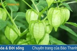 Mùa rau thù lù thơm mát