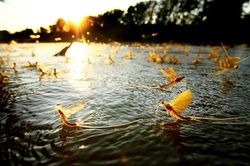 Săn 'lộc trời' ở sông Hồng vài tiếng, bán nửa triệu đồng mỗi kg