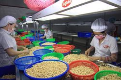 Nông sản Việt mở rộng thị trường xuất khẩu