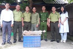Bàn giao 8 cá thể rùa quý hiếm cho Vườn Quốc gia Vũ Quang