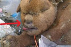 Đi đổ rác, người dân phát hoảng vì bắt gặp sinh vật lạ, càng nhìn càng hoang mang