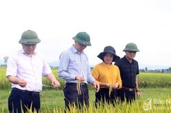 Lãnh đạo Sở Nông nghiệp và PTNT kiểm tra tình hình lúa vụ xuân