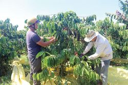 Nông nghiệp Di Linh: Thích ứng để phát triển (Bài 2)