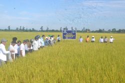 Đánh giá kết quả mô hình sản xuất lúa hữu cơ sử dụng mạ khay, máy cấy