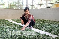 Dâu xanh bén đất Văn Phú