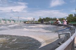 Kinh tế Lãng phí ao hồ nuôi tôm trên cát