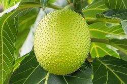 Loại quả xưa ở quê đầy không ai hái, giờ thành đặc sản được dân thành phố ưa chuộng, 70.000 đồng/kg