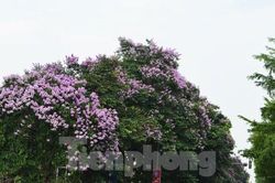Ngắm hoa bằng lăng mộng mơ 'nhuộm tím' đường phố Hà Nội