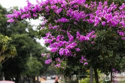 Vòng quanh thành Vinh để cảm nhận vẻ đẹp của những chùm hoa phố