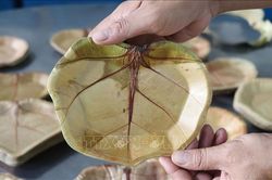 Độc đáo những chiếc đĩa thân thiện với môi trường từ lá nho biển