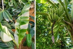 Xôn xao cây chuối 'đột biến' có vỏ quả màu kẻ 'rằn ri' khiến dân tình thi nhau trả giá để được ăn thử 1 lần