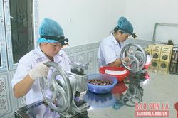 Nâng cao giá trị sản phẩm quả mắc ca
